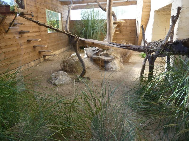 Chat des sables - 2023