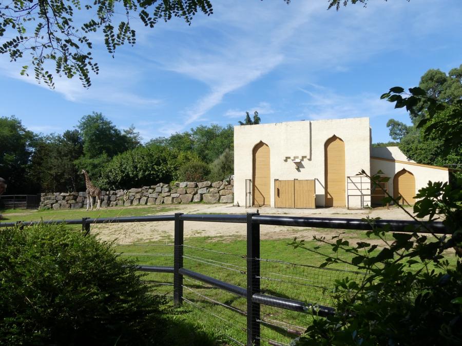 Girafe de Rothschild