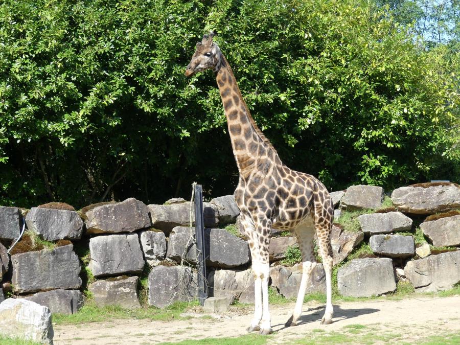 Girafe de Rothschild