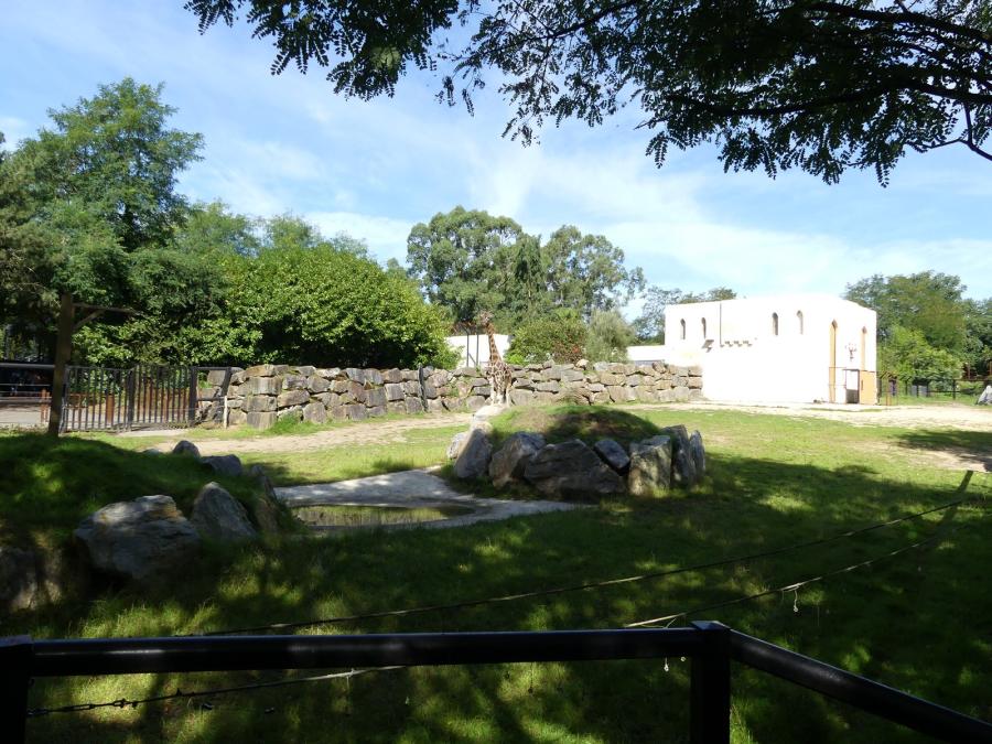 Girafe de Rothschild