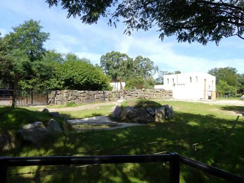 Girafe de Rothschild - 2023