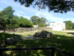 Girafe de Rothschild