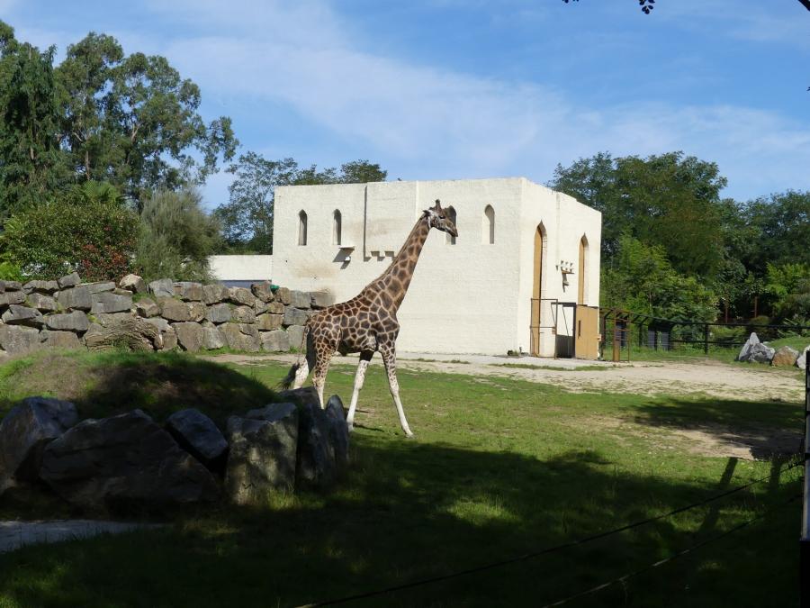 Girafe de Rothschild
