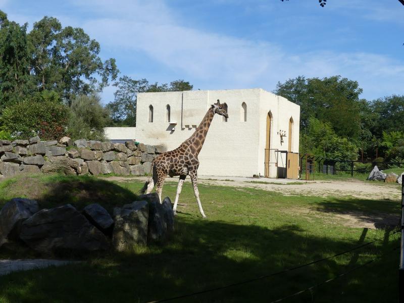 Girafe de Rothschild - 2023