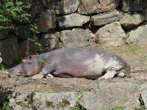 Hippopotame amphibie