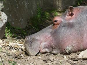 Hippopotame amphibie