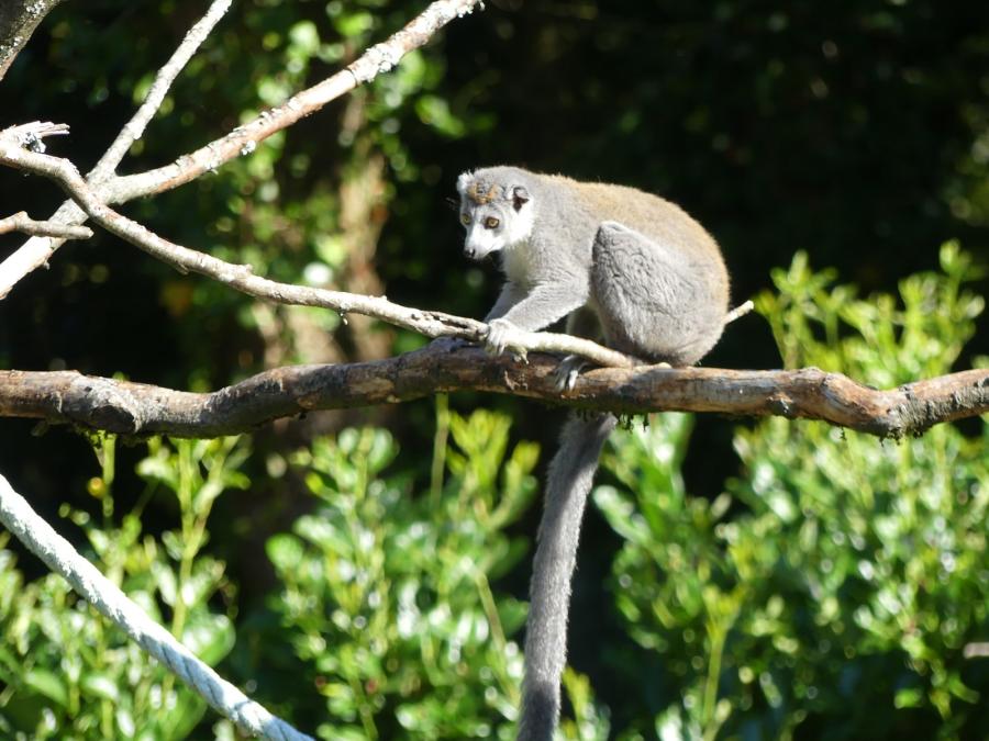 Lémur courronnée