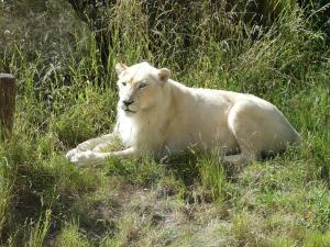 Lion blanc