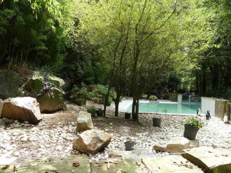 Manchot du Cap - 2023