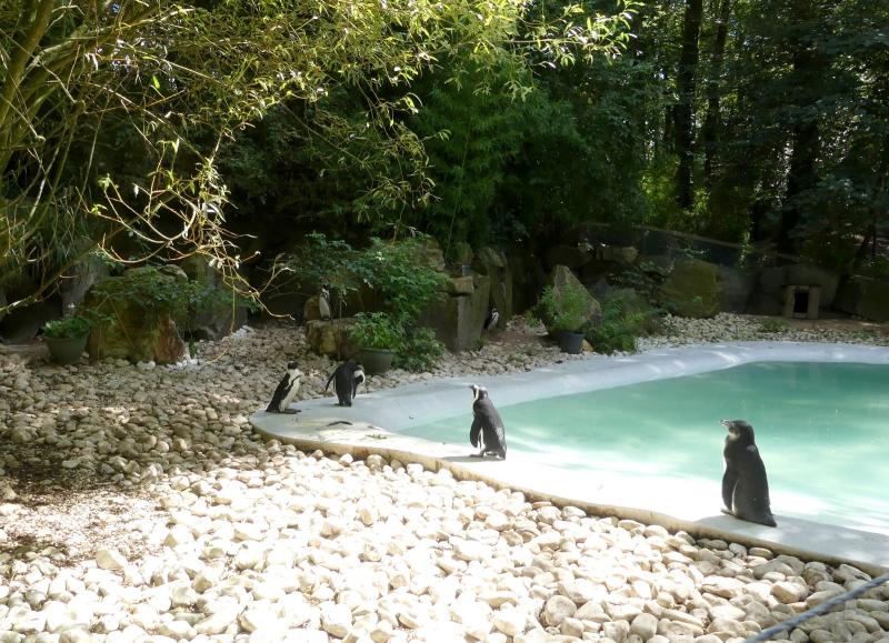 Manchot du Cap - 2023