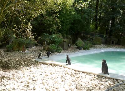 Manchot du Cap - 2023