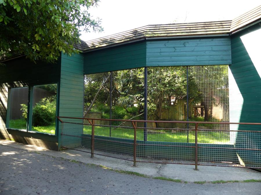 Mangabey à collier blanc