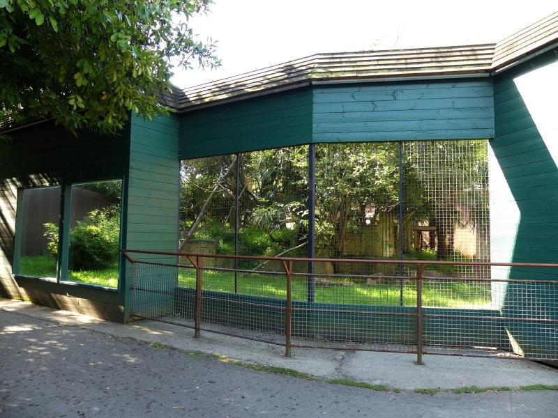 Mangabey à collier blanc - 2023