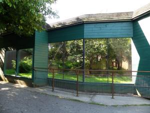 Mangabey à collier blanc