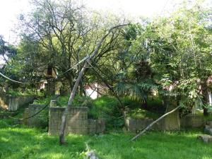 Mangabey à collier blanc