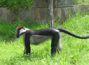 Mangabey à collier blanc