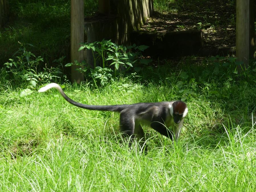 Mangabey à collier blanc