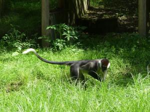 Mangabey à collier blanc