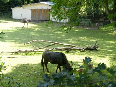 Plaine africaine - 2023