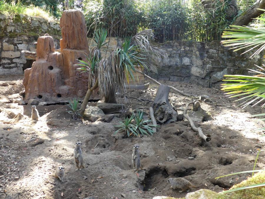 Espace: Suricate - Tortue sillonnée