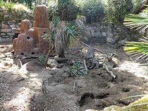 Espace: Suricate - Tortue sillonnée