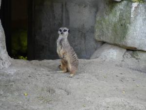 Suricate