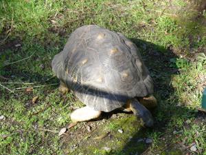 Tortue radiée