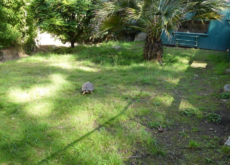 Tortue radiée - 2023