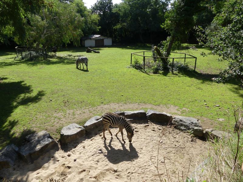 Zèbres de Chapmann - 2023