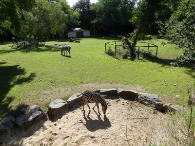 Zèbres de Chapmann - 2023
