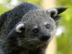 Binturong