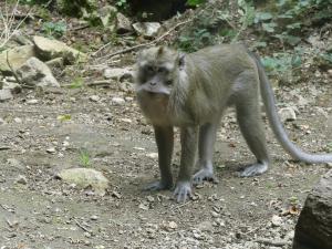 Macaque crabier