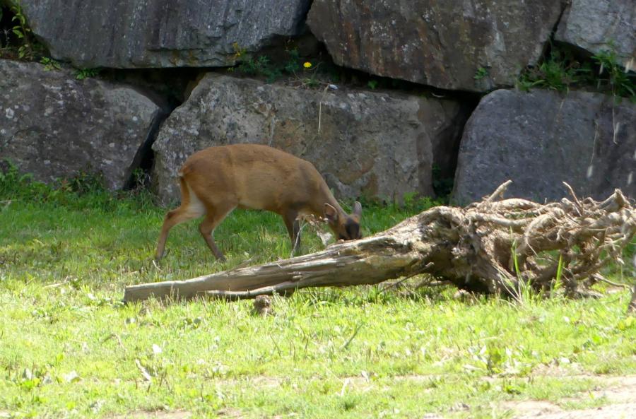Muntjac de Reeves