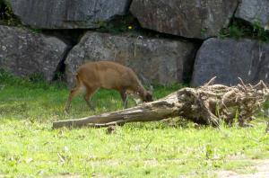 Muntjac de Reeves