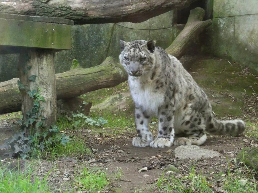 Panthère des neiges