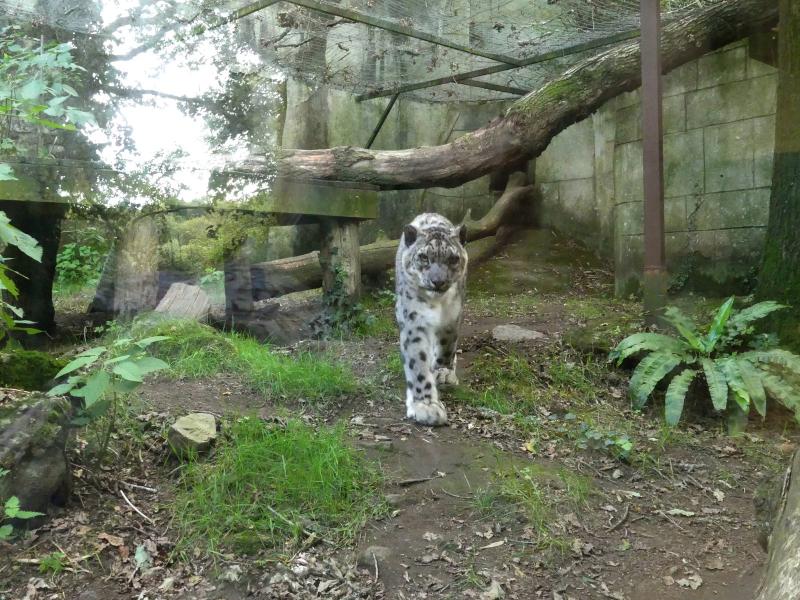 Panthère des neiges - 2023