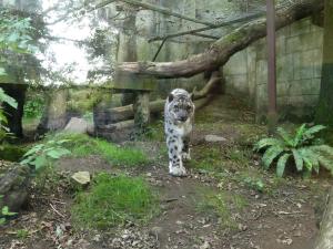 Panthère des neiges