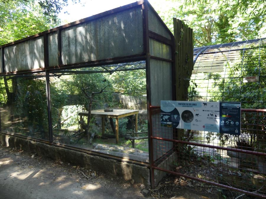 Panthère du Sri-Lanka