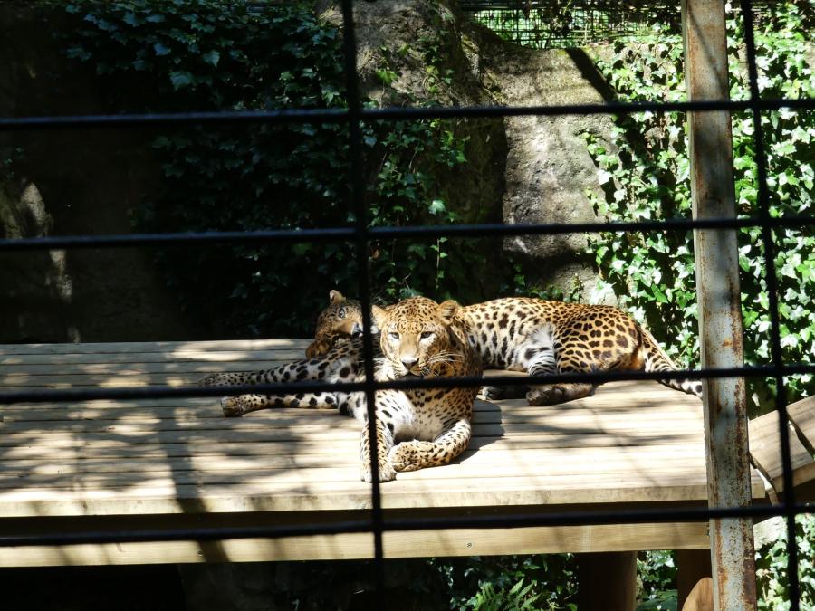 Panthère du Sri-Lanka