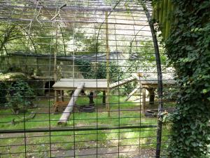 Panthère du Sri-Lanka