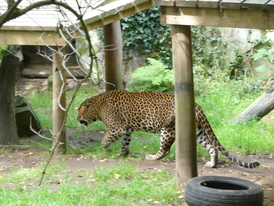 Panthère du Sri-Lanka