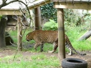 Panthère du Sri-Lanka