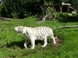 Tigre blanc