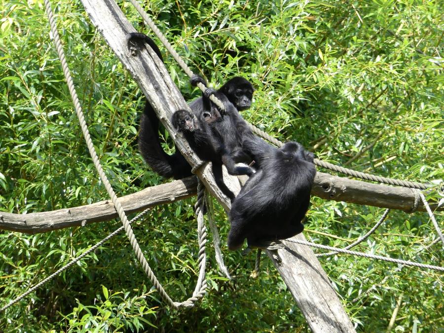 Atèle noir de Colombie
