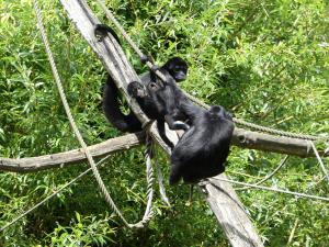 Atèle noir de Colombie