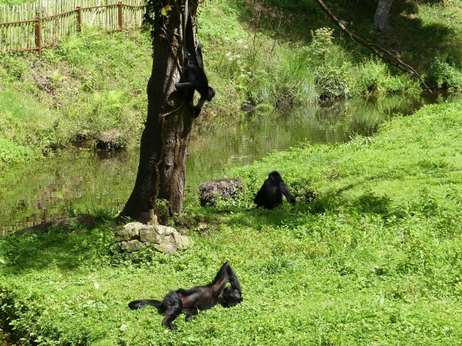 Atèle noir de Colombie
