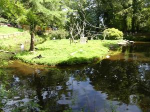 Atèle noir de Colombie