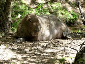 Capybara