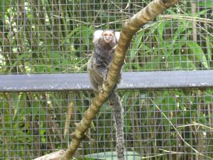 Ouistiti à toupets blancs