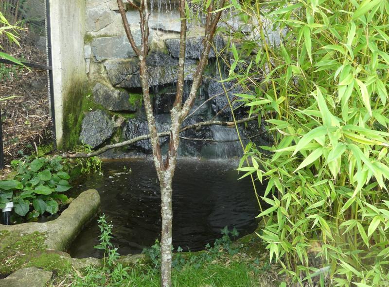 Ouistiti pygmée - 2023